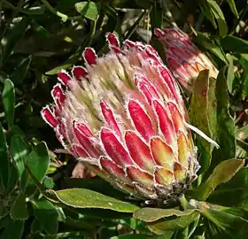 Protea obtusifolia, her i sorten 'Holiday Red'.