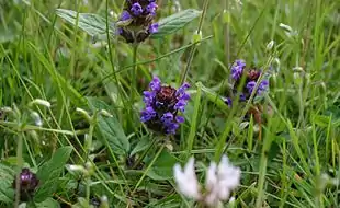 Almindelig brunelle (Prunella vulgaris).