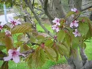 Foto: Salvor Gissurardottir