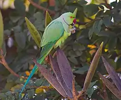 Alexanderparakit Psittacula krameri