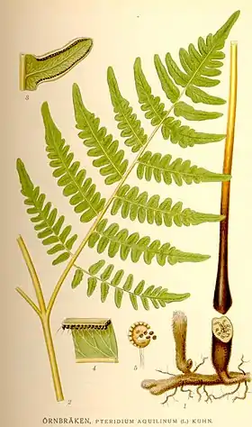 Ørnebregne (Pteridium aquilinum)