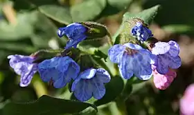 Hvidplettet lungeurt (Pulmonaria officinalis)