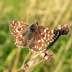 Spættet bredpande.Foto: Adrian.benko, 2005