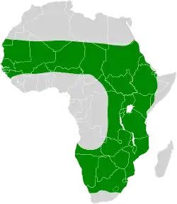 Blodnæbsvæverens udbredelse