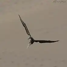 Rødfodet sule, brun form