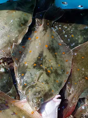 Rødspætter på havnen i Skagen. De asymmetrisk placerede øjne sesFoto: Malene Thyssen, 2002