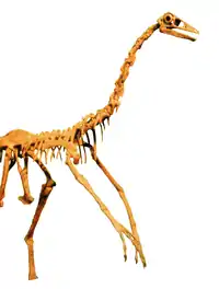 Ornithomimus skelet.