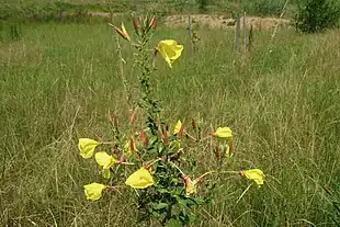 Toårig natlys (Oenothera biennis) - habitat. Foto: Clemens Stockner.