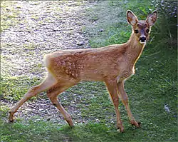 Et halvvoksent lam. FanøFoto: Malene Thyssen, 2002