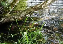 Nordbredden af Salten Sø er dækket af skov