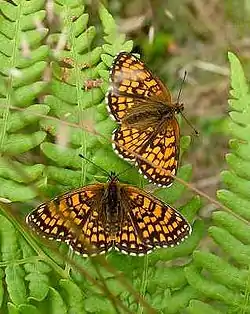 Brun pletvingeFoto: Seppo Nurmi, 2004