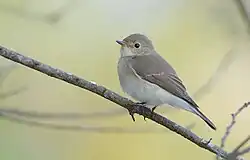 En hun af lille fluesnapper (Ficedula parva)