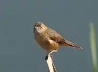 En ikke-ynglende voksen fuglfra Darville, Pietermaritzburg, Sydafrika.