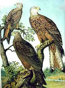 Røde glenter (øverst) og Sort glente (nederst).