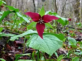 Purpur-Treblad (Trillium erectum) Foto: Ken Thomas