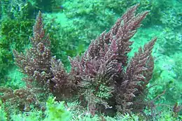 Rødalger er en af grupperne i Archaeplastida