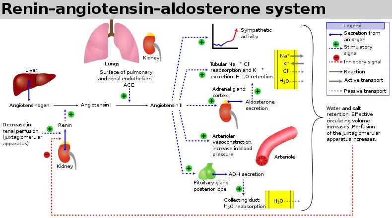 Renin-angiotensin-aldosteron-systemet