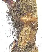 Roden af en tør stamme