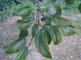 Hunligt individ af Korsvedmed de genkendelige, sorte bær.