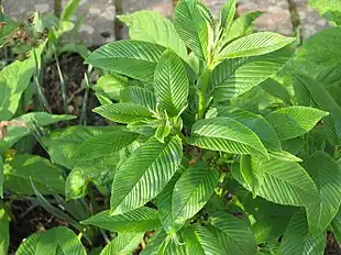 Kaukasisk korsved (Rhamnus imeretina) Foto: Steve Law