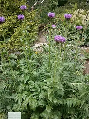 Maralrod (Rhaponticum carthamoides).