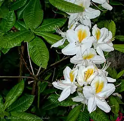 Rhododendron 'Persil'
