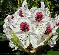 Rhododendron 'Sappho'
