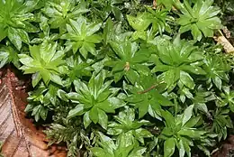 Stor Rosetmos (Rhodobryum roseum) Foto: Hermann Schachner