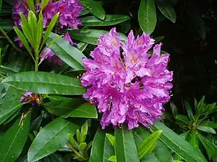Pontisk Rododendron (Rhododendron ponticum)Foto: Eiffel