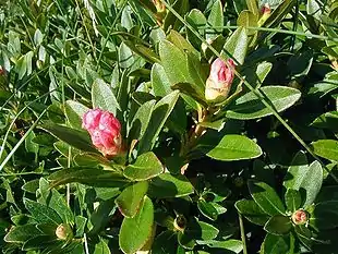 Rustbladet Alperose (Rhododendron ferrugineum).