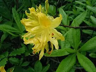 Guld-Azalea (Rhododendron luteum): Blomster og blade.