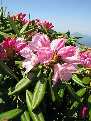 Rhododendron degronianum Foto: Peka