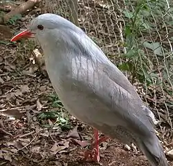 Kagu (Rhynochetos jubatus)