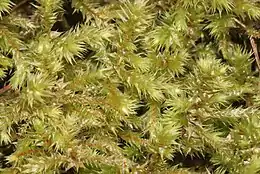 Stor Kransemos Rhytidiadelphus triquetrus