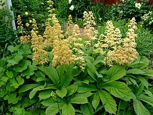 Finnet Bronzeblad (Rodgersia pinnata)Foto: James Steakley