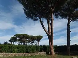 Pinjeskov, Costa de la Luz, SpanienFoto: Manfred Werner