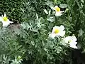 Romneya coulteri