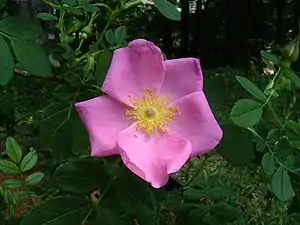 Glansbladet rose (Rosa virginiana)