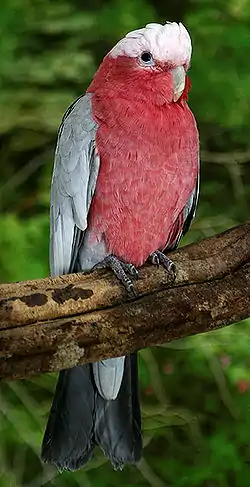 Foto: Thomas Schultz www.rosakakadu.com