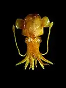 Ross's blæksprutte (en) (Rossia macrosoma)