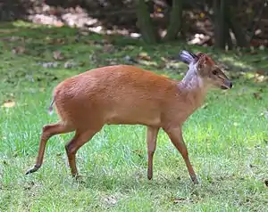 Rød dykkerantilope (Cephalophus natalensis)
