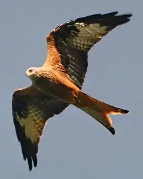 Rød glente (Milvus milvus) tilhører den store høgefamilie