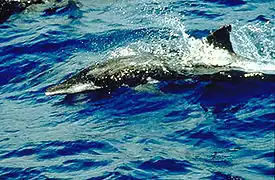 Rutandet delfin, foto fra NOAA