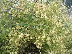 Vild Krap Rubia peregrina