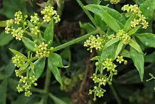 Farve-Krap (Rubia tinctorum).