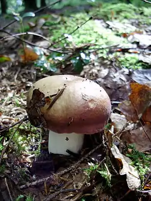 Afblegnende skørhat (Russula decolorans)
