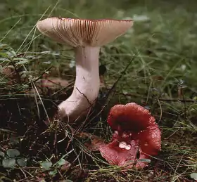 Stor gift-skørhat (Russula emetica)