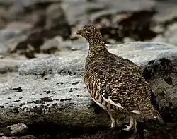 Dalrype, Lagopus lagopus