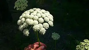 Hjorterod (Seseli libanotis)Foto: Linn Gustavsson