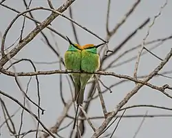 Lille grøn biæder Merops orientalis